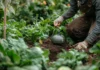 Les secrets d'une récolte abondante : choisir l'olla pour une irrigation efficace et écologique de vos plantations