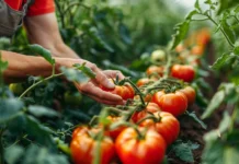 Les secrets de la culture de tomates : de la graine à la récolte, astuces pour des fruits savoureux et frais